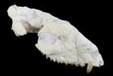 Oreodont (Merycoidodon) Partial Skull - Wyoming #95062-5